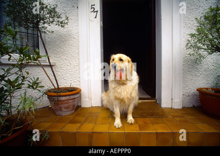 Golden Retriever sitzend auf Haustür keuchend Stockfoto