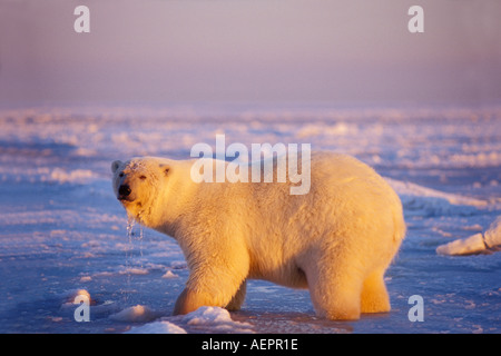 Eisbär Ursus Maritimus bei Sonnenaufgang auf dem Packeis der gefrorenen 1002 coastal plain Arctic National Wildlife Refuge Alaska Stockfoto