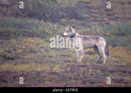 grauer Wolf Canis Lupus weiblich mit Radio Kragen auf der Herbst-Tundra Innenministerium Denali Nationalpark in Alaska Stockfoto