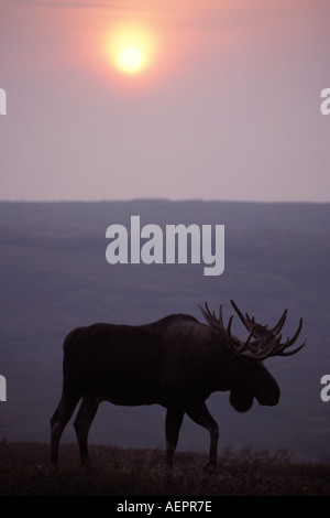 Elch-Alces Alces Bull mit großen Antlersat Sonnenuntergang Silhouette von Rauch Denali Nationalpark Alaska Stockfoto