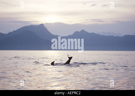 Orca Schwertwal Orcinus Orca in Kenai Fjords Nationalpark Yunan Alaska Stockfoto