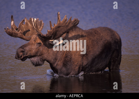 Elch-Alces Alces Bull mit großen Geweih in samt watet durch einen Wasserkocher Teich Denali Nationalpark Innenraum von Alaska Stockfoto