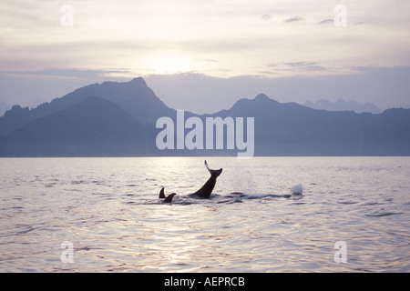 Orca, Schwertwal, Orcinus Orca, pod in Kenai Fjords Nationalpark, Yunan Alaska Stockfoto