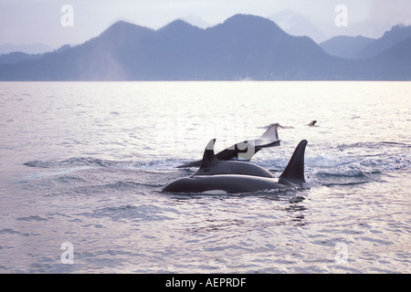 Orca Schwertwal Orcinus Orca Pod in Kenai Fjords Nationalpark Yunan Alaska Stockfoto