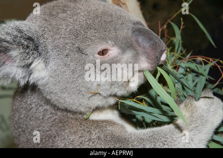 Koala Essen Eukalyptus Blätter Detail, Australien Stockfoto