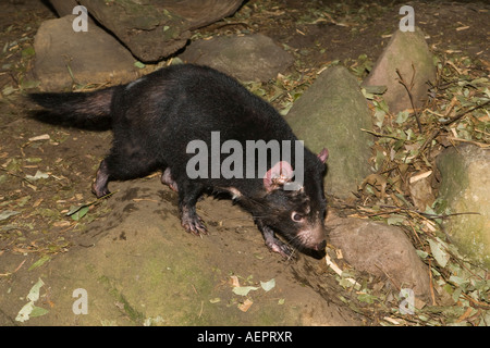 Tasmanische Teufel Trab über Felsen, Australien Stockfoto