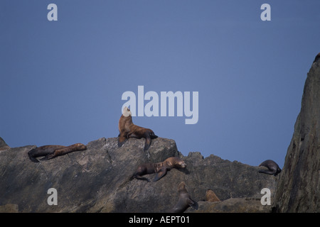 Steller Seelöwen Eumetopias Jubatus Sonne gefährdet sich auf Felsen Kenai Fjords Nationalpark Alaska Stockfoto