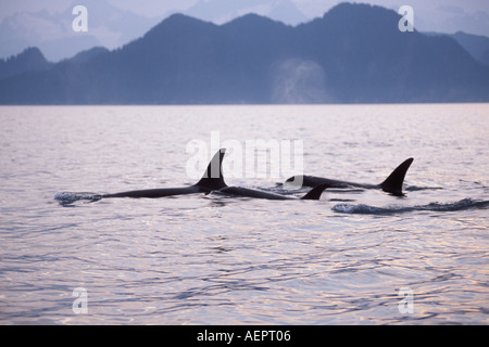 Großer Schwertwal Orcinus Orca Pod in Kenai Fjords Nationalpark und Chiswell Islands National Marine Sanctuary Yunan Alaska Stockfoto