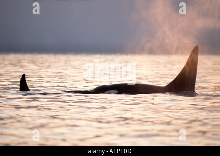 Großer Schwertwal Orcinus Orca Pod in Kenai Fjords Nationalpark und Chiswell Islands National Marine Sanctuary Yunan Alaska Stockfoto