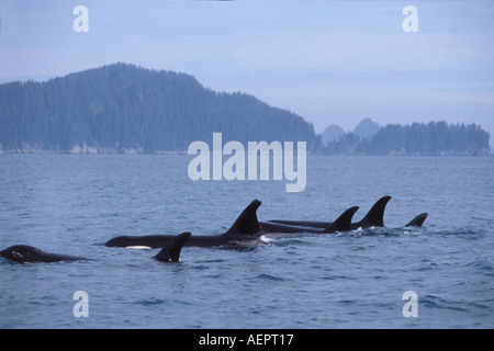 Großer Schwertwal Orcinus Orca Pod in Kenai Fjords Nationalpark und Chiswell Islands National Marine Sanctuary Yunan Alaska Stockfoto