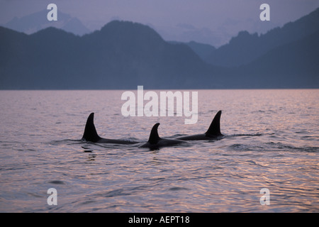 Großer Schwertwal Orcinus Orca Pod in Kenai Fjords Nationalpark und Chiswell Islands National Marine Sanctuary Yunan Alaska Stockfoto