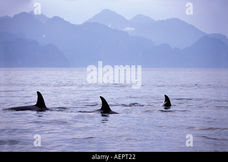 Großer Schwertwal Orcinus Orca Pod in Kenai Fjords Nationalpark und Chiswell Islands National Marine Sanctuary Yunan Alaska Stockfoto