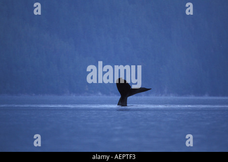 Buckelwal Impressionen Novaeangliae Zentral British Columbia coast Kanada Stockfoto