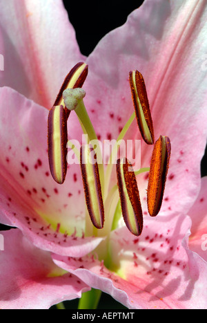 Nahaufnahme einer Stargazer Lilie Blume Stockfoto