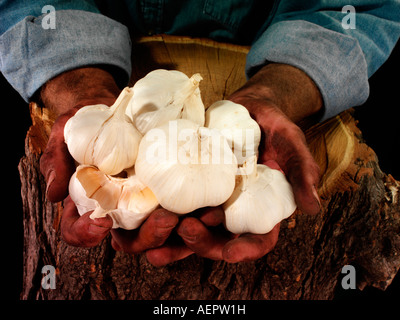 MAN HOLDING KNOBLAUCH Stockfoto