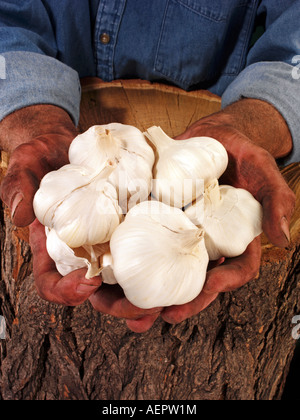 MAN HOLDING KNOBLAUCH Stockfoto