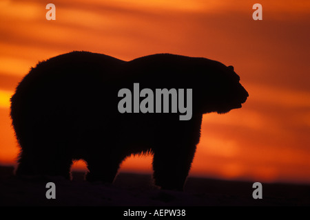 Eisbär Ursus Maritimus Spaziergang bei Sonnenaufgang auf dem gefrorenen Packeis 1002 Coastal Plain Arctic National Wildlife Refuge Alaska Stockfoto