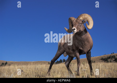 Big Horn Schafe Bergschafe Ovis Canadensis im Yellowstone-Nationalpark Montana Stockfoto