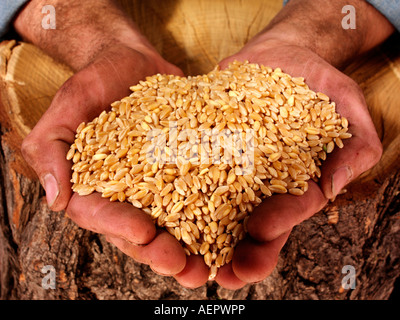 LANDWIRT MANN HOLDING WEIZENKÖRNER. Stockfoto