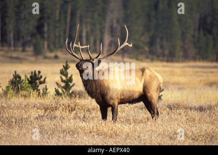 Elk Cervus Elaphus Stier Beduftung im Yellowstone-Nationalpark Montana Stockfoto