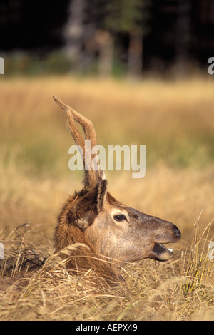 Elk Cervus Elaphus Bull ruht in einem Feld in Yellowstone Nationalpark Montana Stockfoto