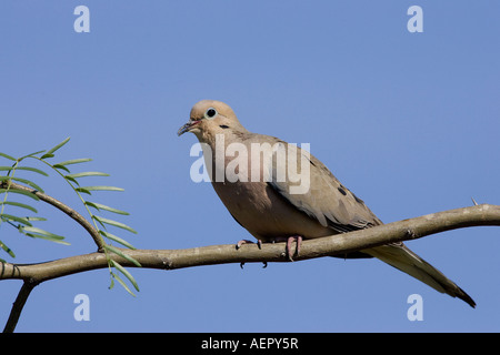 Mourning Dove Stockfoto