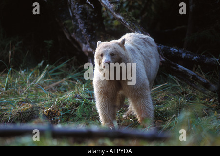 Spirit bear Kermode Schwarzbär, Ursus Americanus in den Regenwald der zentralen Küste British Columbia Kanada säen Stockfoto