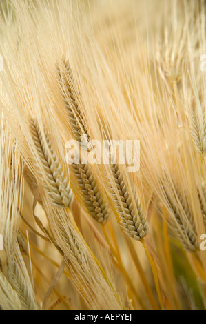 Reife vier Zeile Gerste wächst im Feld, Oregon Stockfoto