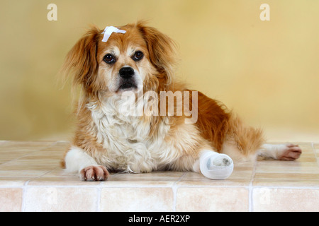 Gemischte Rasse Hund mit medizinischen Streifen und bandagierten Pfote Verband Stockfoto