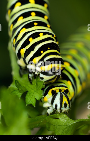 Zwei schwarze Schwalbenschwanz-Raupen Papilio Polyxenes auf geschweiften großblättrige Petersilie Stockfoto