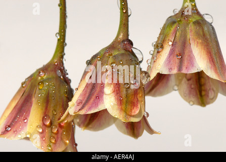 Nahaufnahme von der hohen Flowerheads von Allium Bulgaricum - Nectaroscordum dioscordis Stockfoto