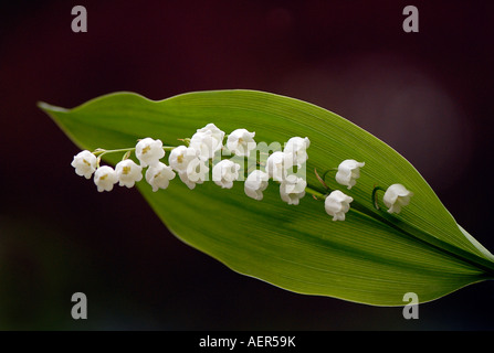 Einen einzigen Stamm von Lily Of The Valley - Convallariaarten Majalis zeigen die zarte kleine weiße duftende Frühlingsblumen Stockfoto