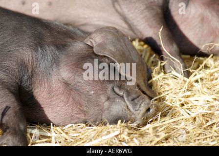 Norfolk schwarze Schweine schlafen im Sonnenschein UK Stockfoto