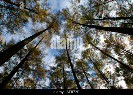 Kiefern im Mortimer Wald, Ludlow Shropshire England UK Stockfoto