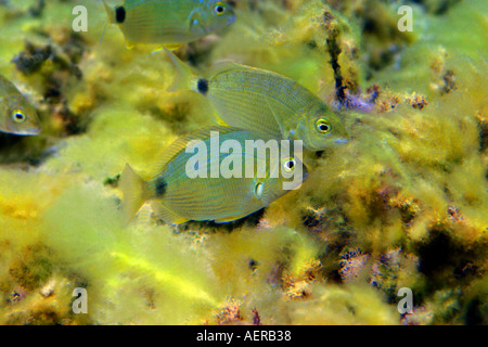 Ringförmige aus im seichten Wasser im Mittelmeer Stockfoto