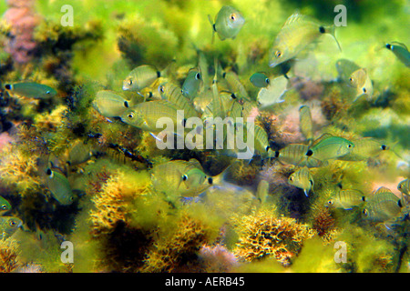 Ringförmige aus im seichten Wasser im Mittelmeer Stockfoto