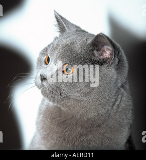 Blaue Britisch Kurzhaar Katze Stockfoto