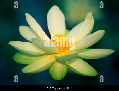 Amerikanischen Lotus Nelumbo Lutea Blume Nahaufnahme Stockfoto