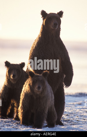 Braunbär Ursus Arctos Grizzly Bär Ursus Horribils säen mit jungen in der 1002 coastal plain Arctic National Wildlife Refuge Ala Stockfoto