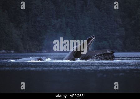 Buckelwal Impressionen Novaeangliae Bubblefeeding aus der zentralen British Columbia coast Kanada Stockfoto
