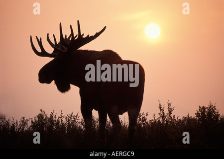 Elch-Alces Alces Bull mit großen Geweih Silhouette bei Sonnenuntergang aus dem Rauch der Waldbrände Denali Nationalpark, Alaska Stockfoto