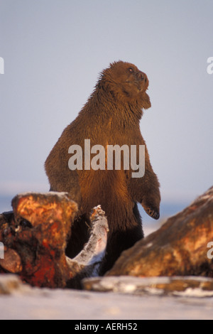 Grizzly Bär Ursus Horribils Braunbär Ursus Arctos säen Aufräumvorgang auf einem Walkadaver Grönlandwale 1002 coastal plain ANWR Alaska Stockfoto