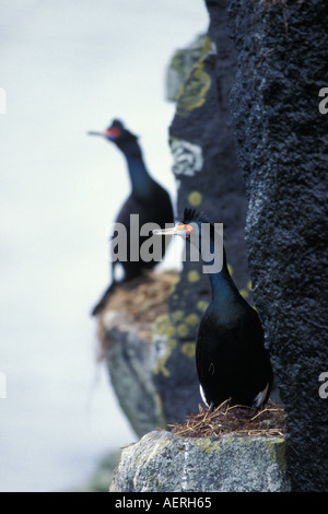 rot konfrontiert Kormoran Phalacrocorax online auf der Pribloff Insel des Heiligen Paulus in der Mitte der Beringsee Alaska Stockfoto