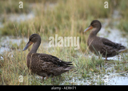 nördlichen Löffelente Anas Clypeata paar auf der Küstenebene 1002 der Arctic National Wildlife Refuge Alaska Stockfoto