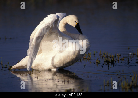 Whistling Schwan Cygnus Columbianus erstreckt sich seine Flügel 1002 Küstenebene der Arctic National Wildlife Refuge Alaska Stockfoto