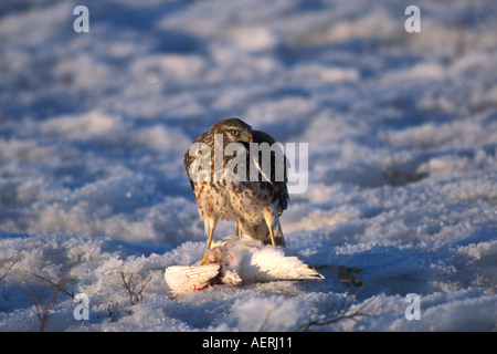 Northern Harrier hawk Circus Cyaneus weibliche Essen einen Kill Schneehühner Lagopus Mutus Alaska North Slope Stockfoto