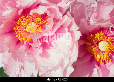 Eine Nahaufnahme von zwei rosa Pfingstrose Blumen Stockfoto