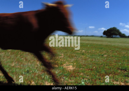 Acoso y Derribo 2. einer 5 Bild-Sequenz Stockfoto