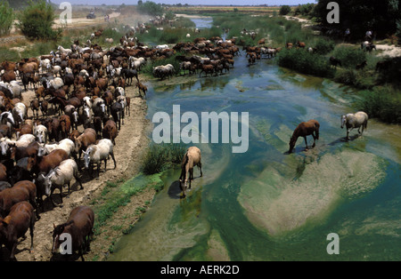 Das traditionelle Saca de Yeguas festival Stockfoto