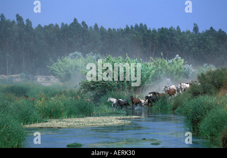 Das traditionelle Saca de Yeguas festival Stockfoto